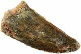 Serrated, Raptor Tooth - Real Dinosaur Tooth #238645-1